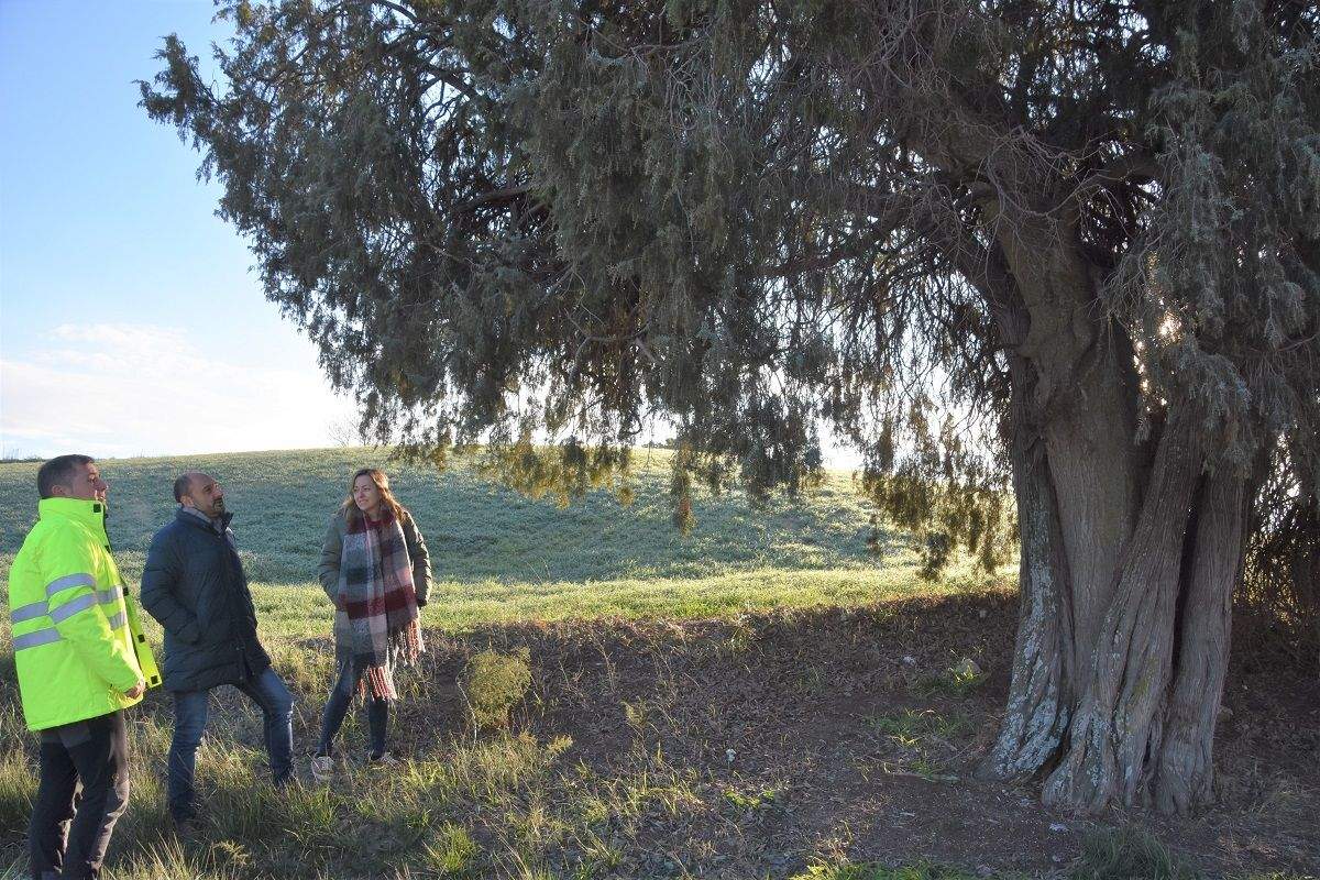 El alcalde de Barbastro contempla el Enebro-Litonero de Morcate, nuevo árbol singular de Aragón.