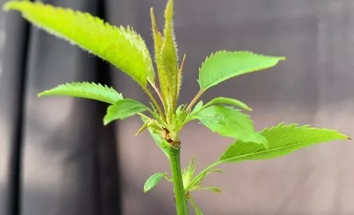 Un cerezo siempreverde abre nuevas vías para adaptar los frutales al cambio climático.