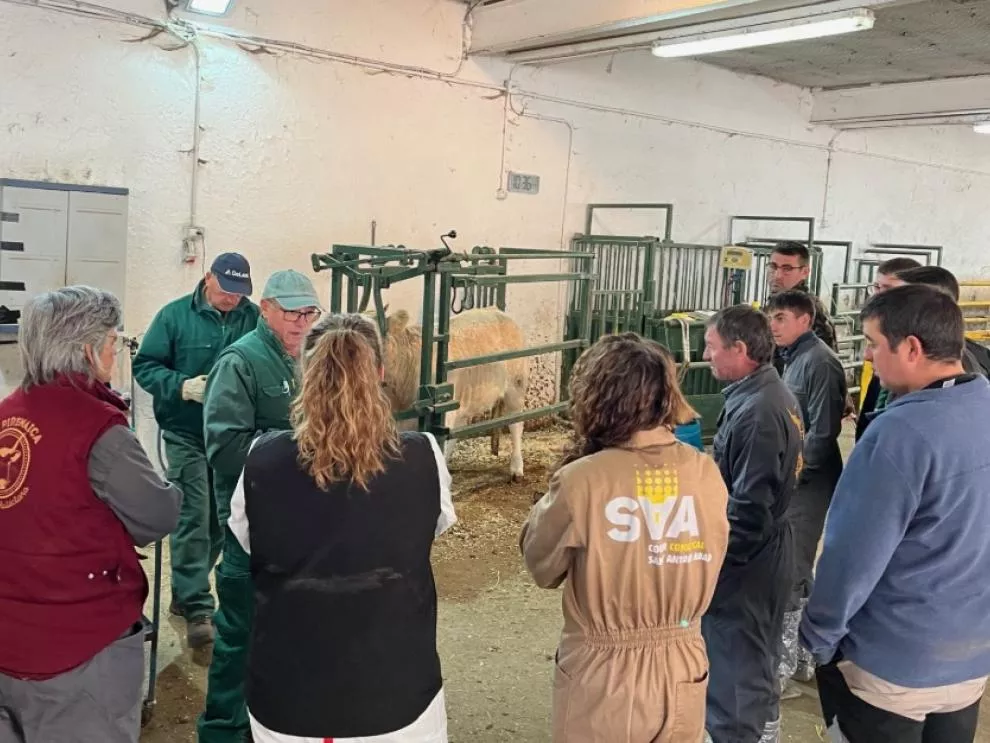 La Finca experimental de La Garcipollera del CITA forma jóvenes que se quieren dedicar a la ganadería.