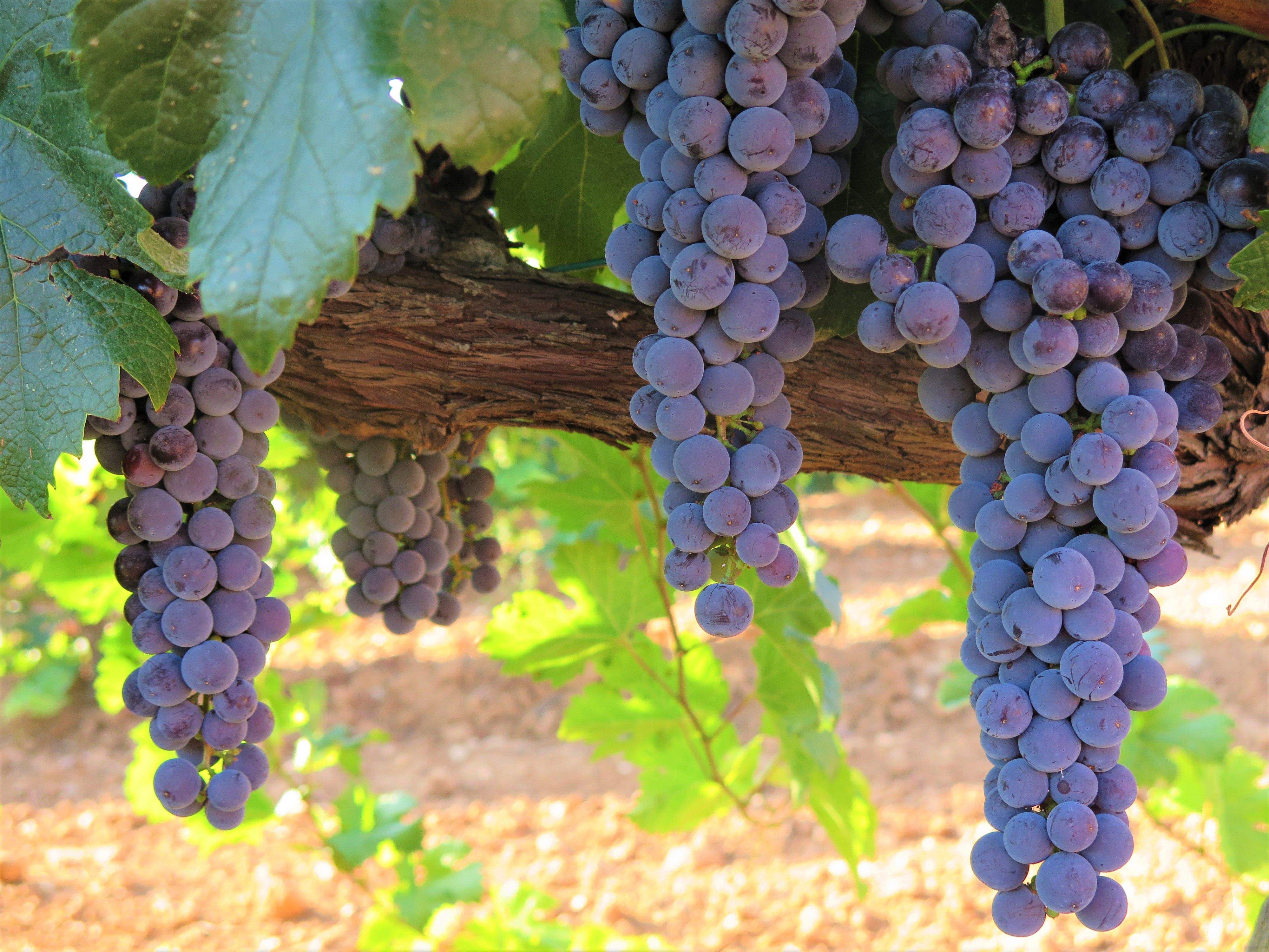 Racimo de merlot en los viñedos de Enate.