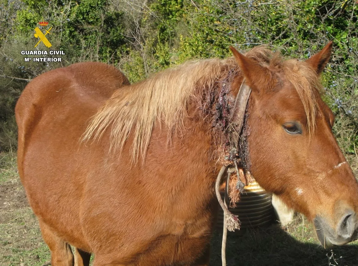 Herida en el cuello de la yegua