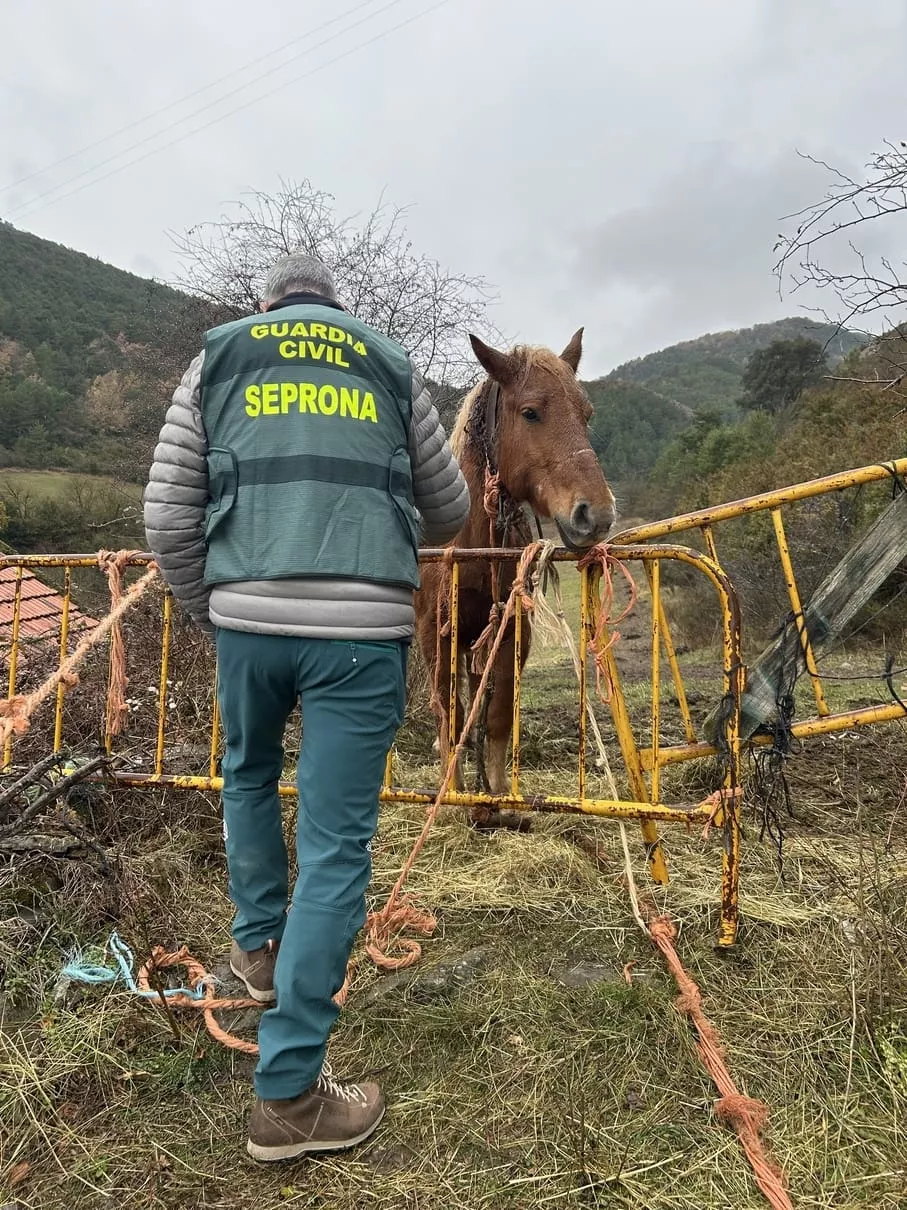 Un guardia civil del Seprona con la yegua