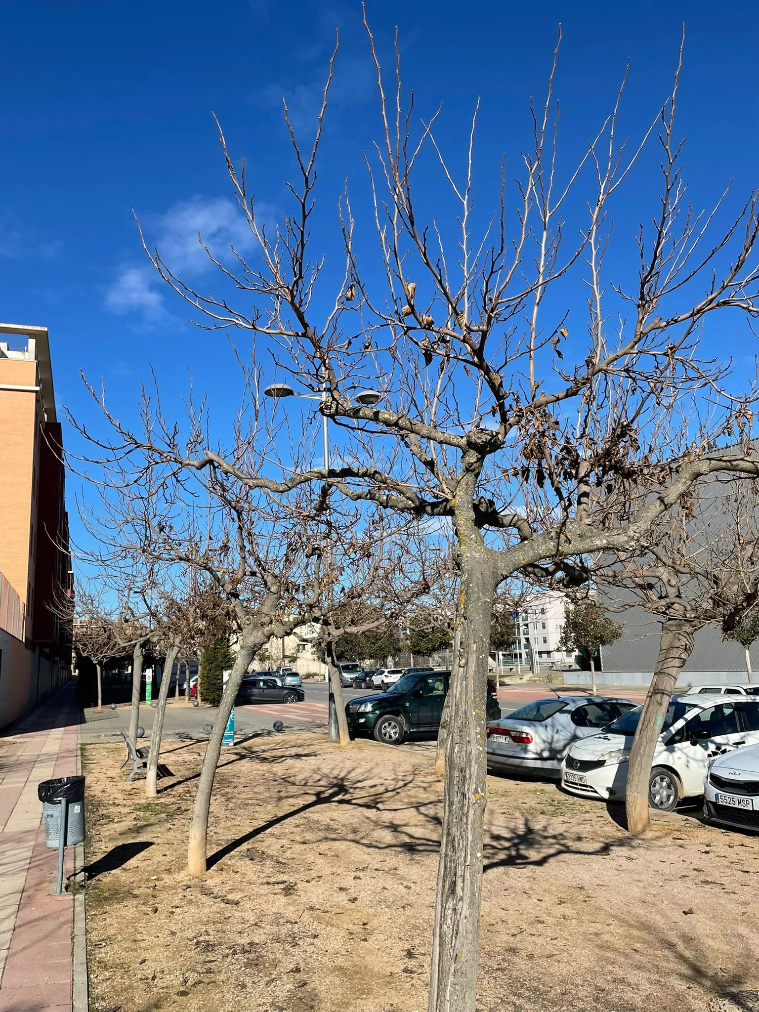 Árboles que se podan en Barbastro