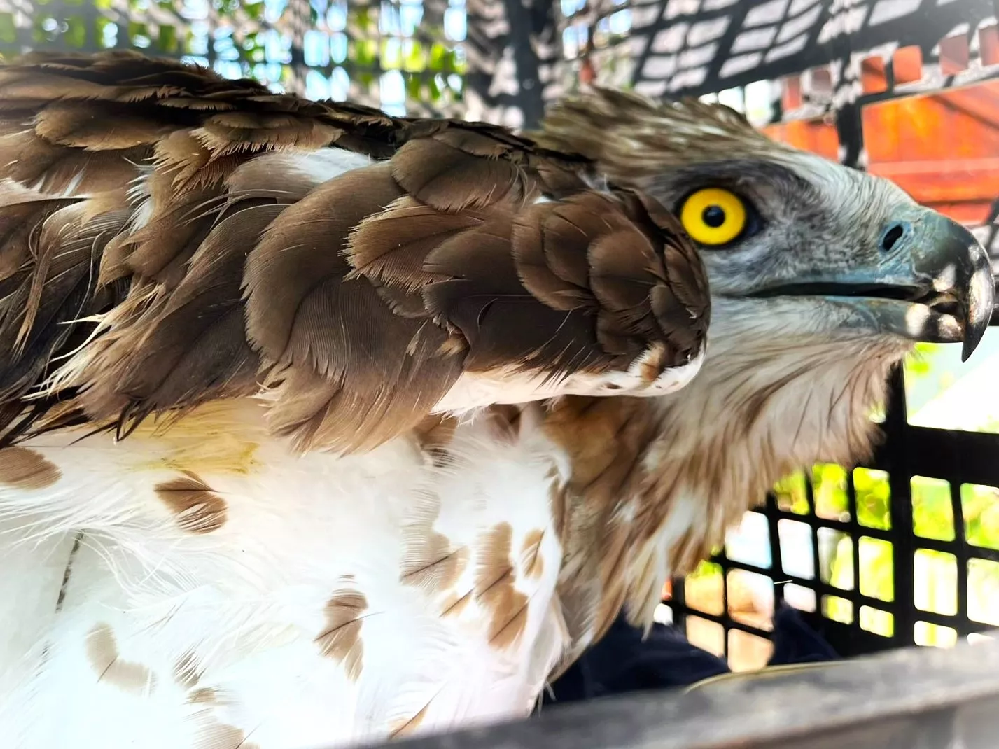 Aguila culebrera. Aguila culebrera.