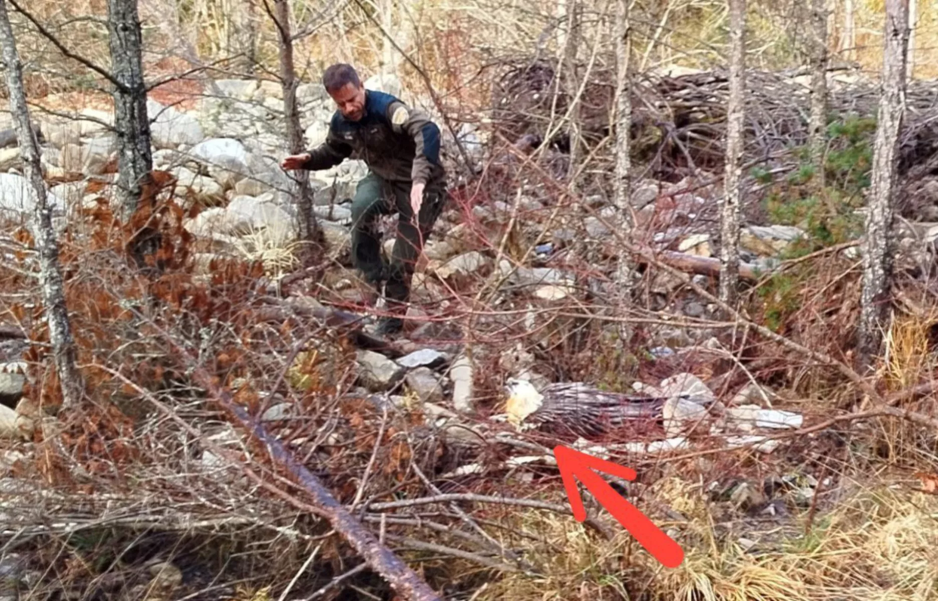 Un equipo de APN rescata un quebrantahuesos adulto herido en el Pirineo oscense. Foto: Agentes de Protección de la Naturaleza