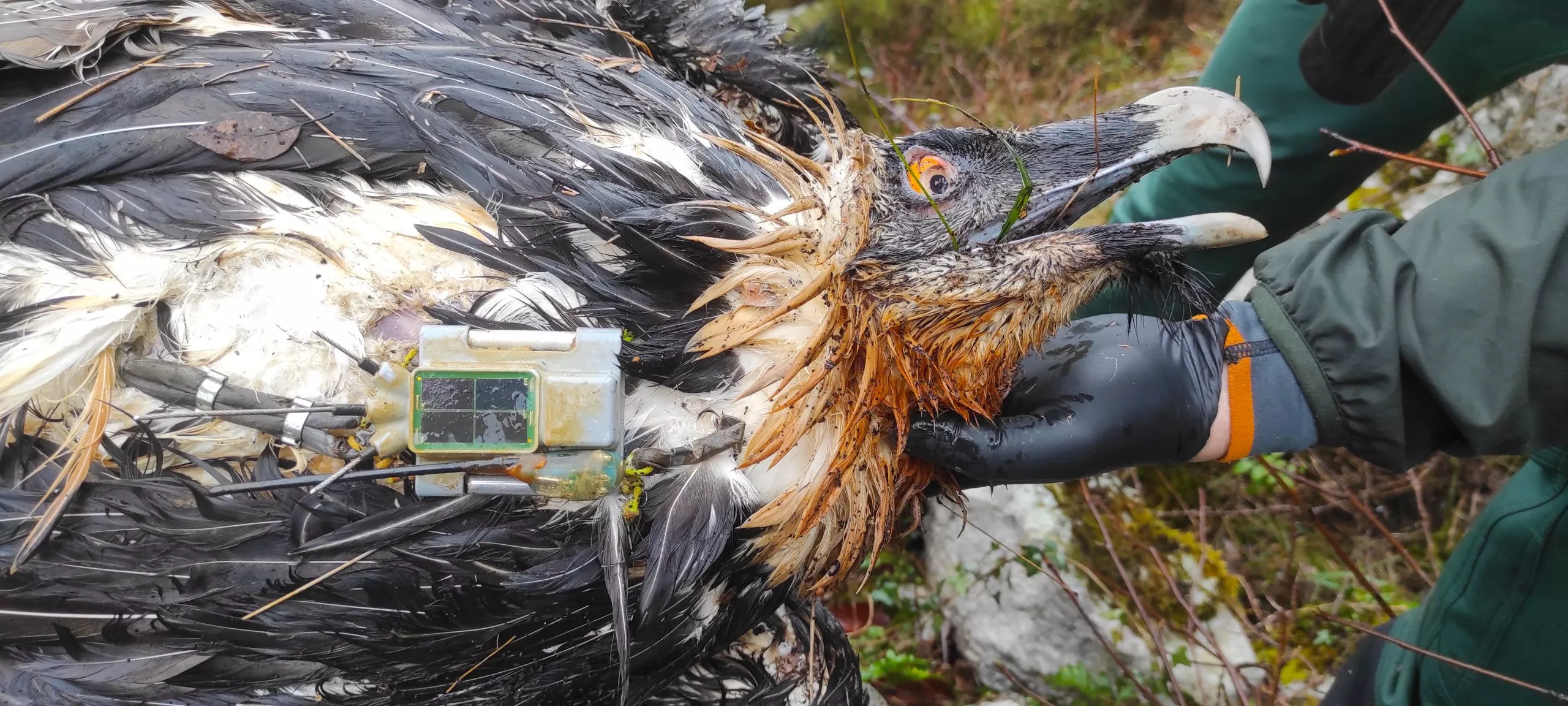‘Centenario’  ha muerto envenenado en los Picos de Europa.
