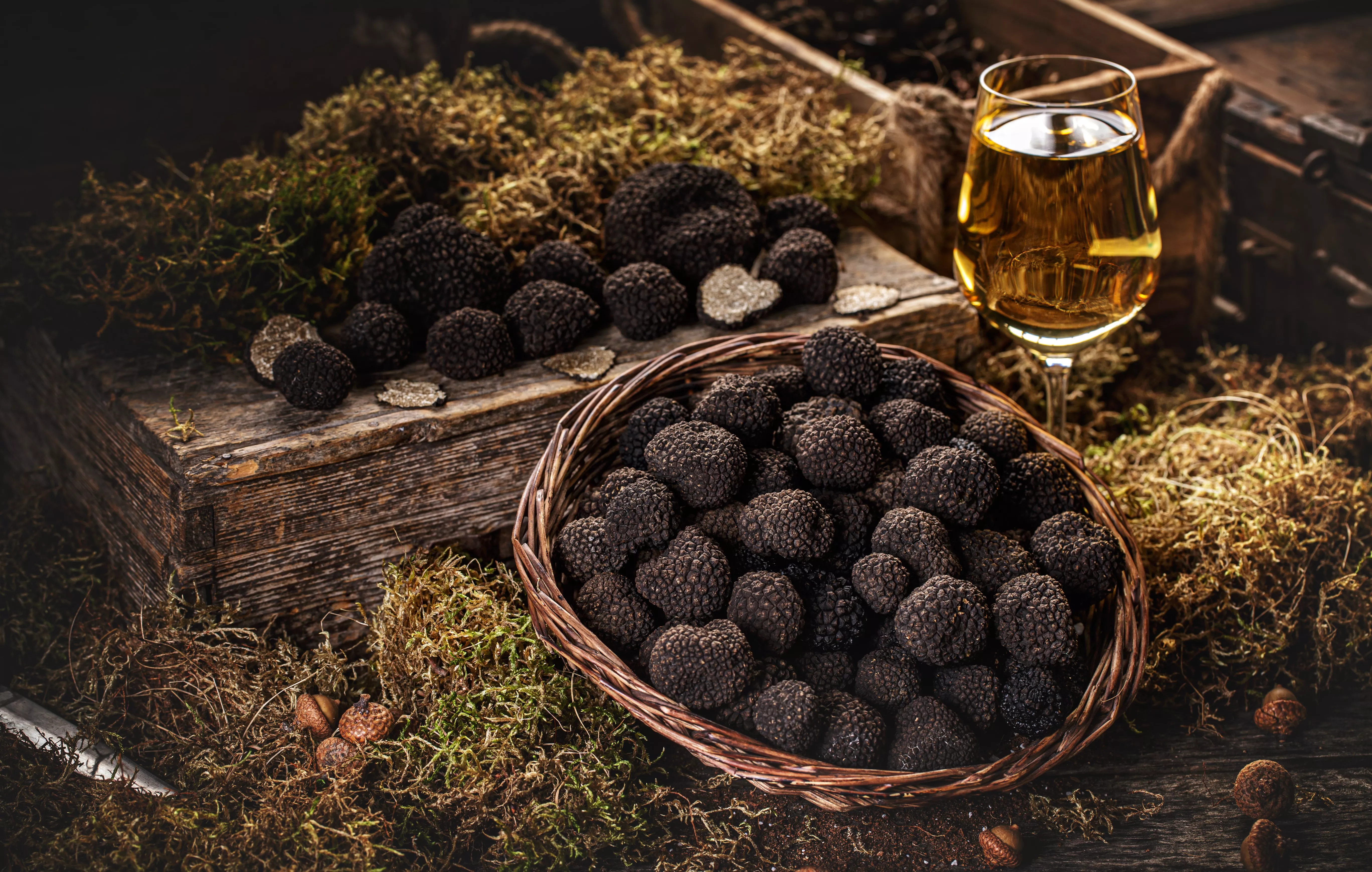 Trufa tuber melanosporum, lo caro es la ignorancia