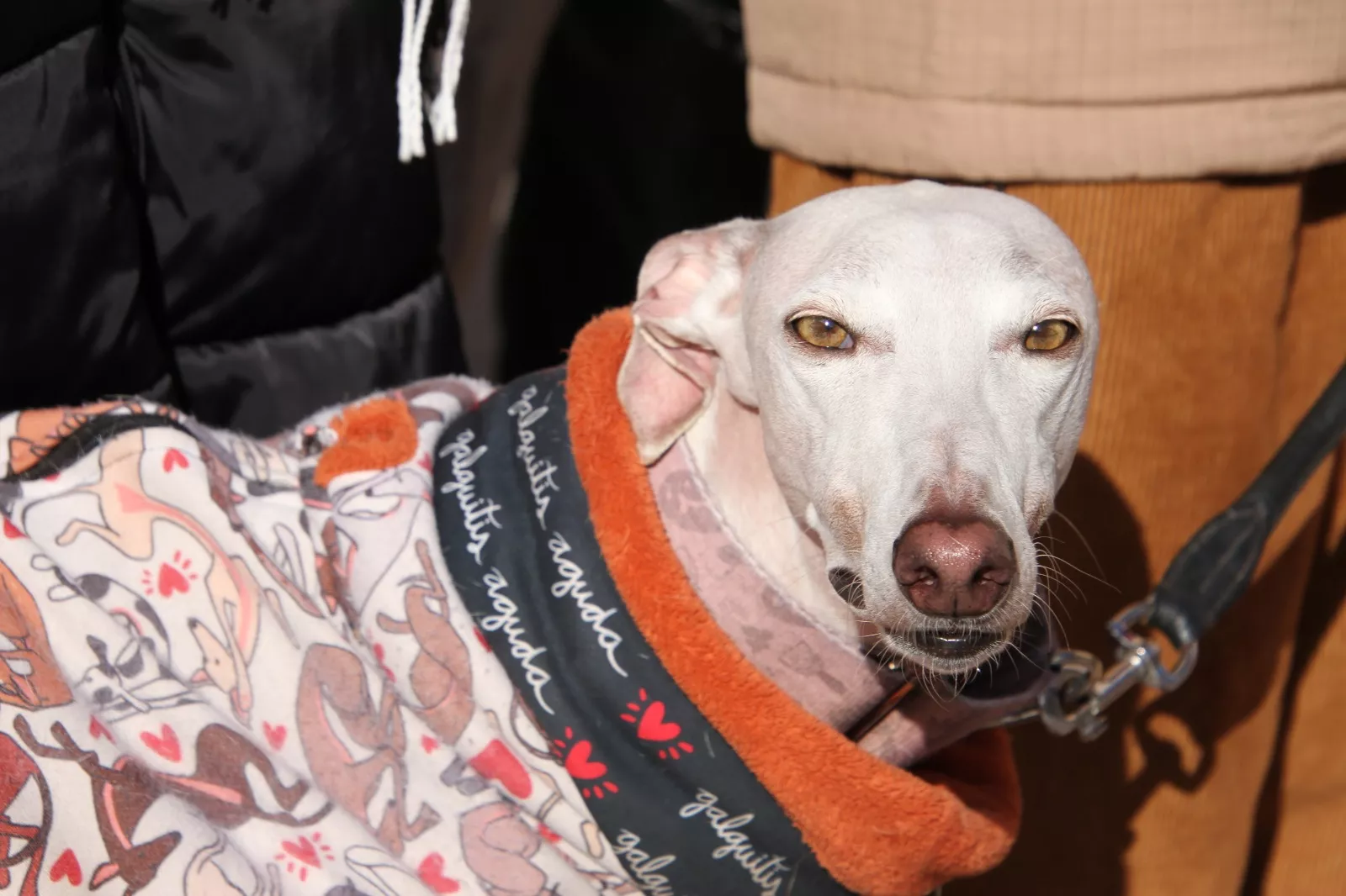 Concentración en Huesca por los derechos de los animales. Foto Carlos Neofato