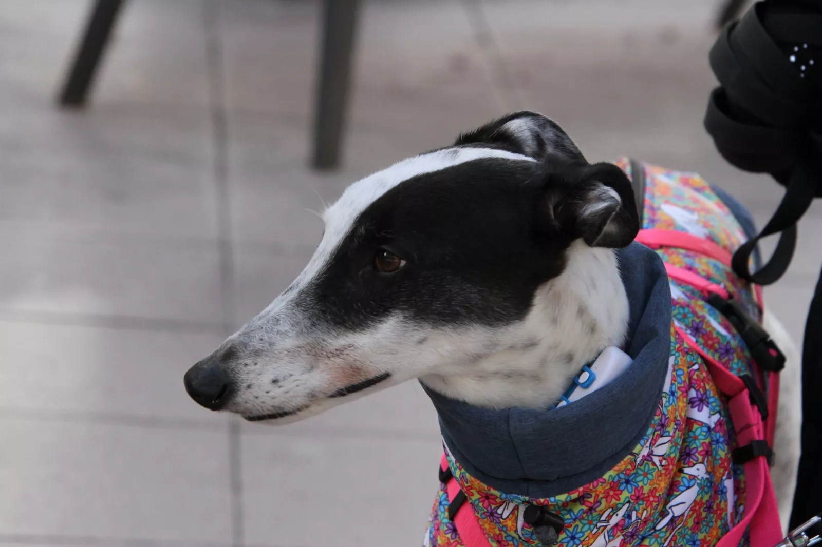 Concentración en Huesca por los derechos de los animales. Foto Carlos Neofato