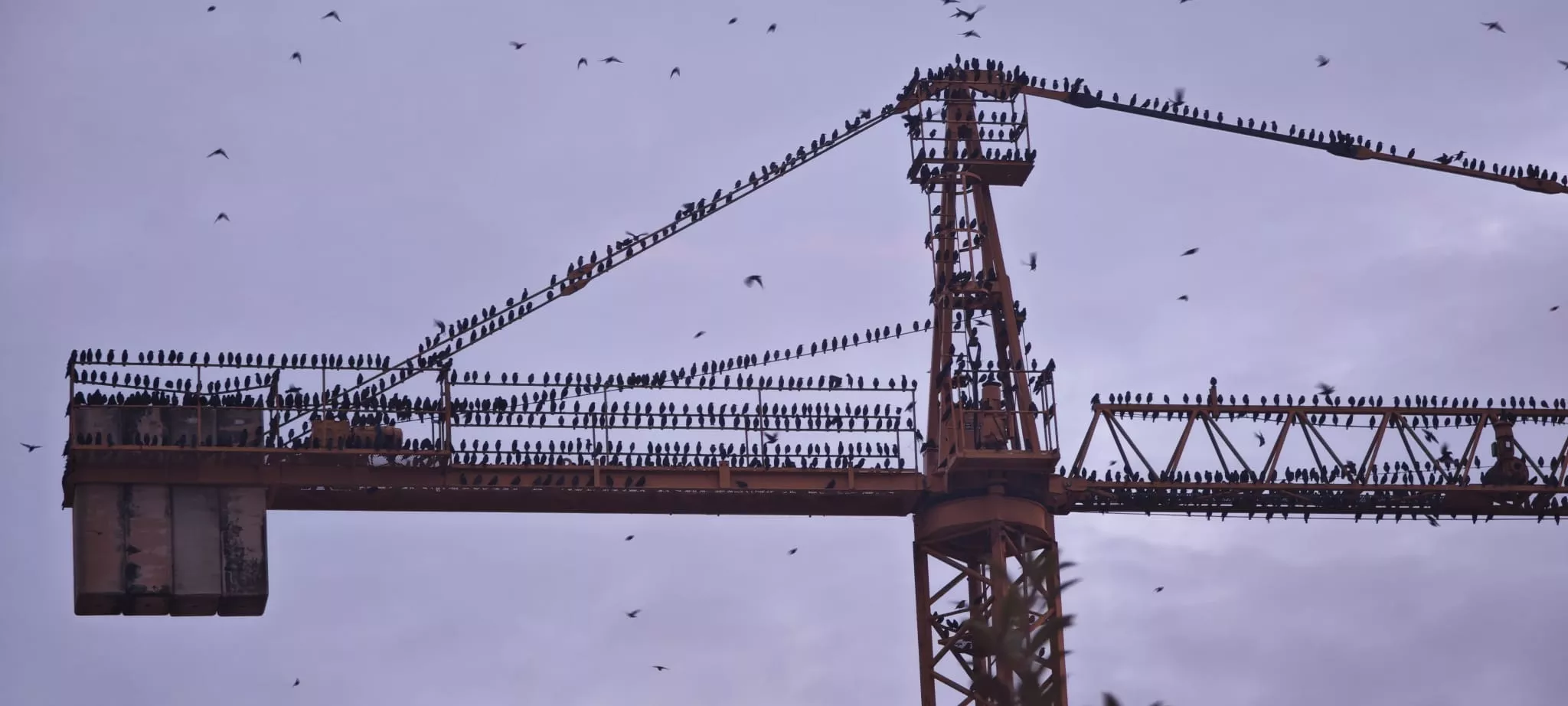 Estorninos en una grúa en el Polígono Harineras. Foto Víctor Ibáñez