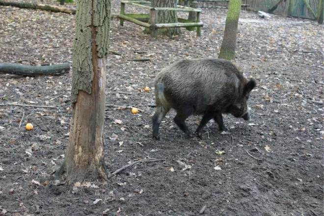 Se han recogido 2.796 jabalíes en enero con el dispositivo extraordinario.