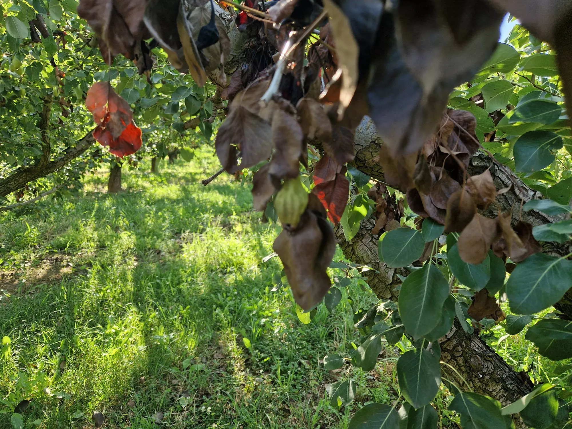 Autorizado el uso de bacteriofagos contra el fuego bacteriano.