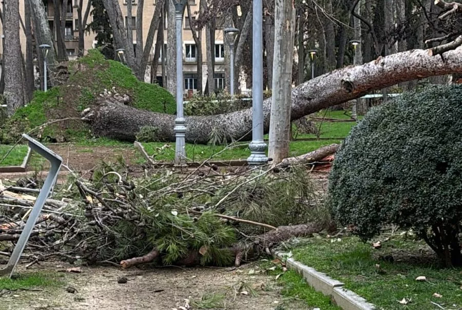 Un pino de más de 20 metroscae  en el parque Miguel Servet