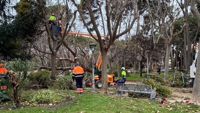 Operarios trabajando para retirar los árboles.