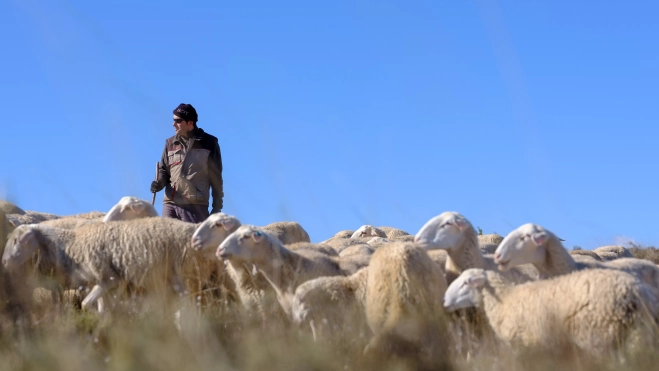 Alto Gállego, Rasa Aragonesa