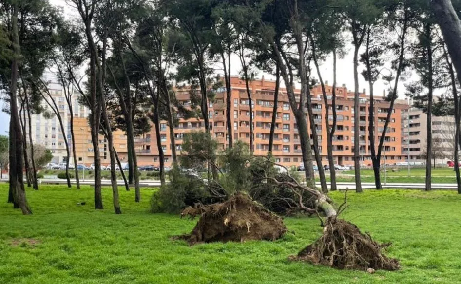 Árboles caídos en el pinar del Hospital Provincial.