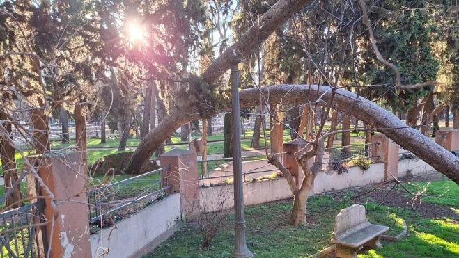 Árbol afectado por el viento en el Parque Miguel Servet.