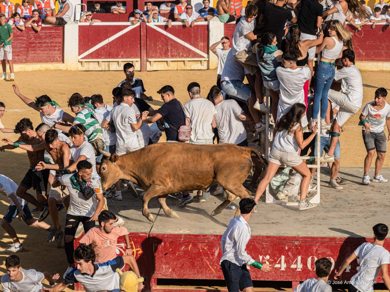 Espectacular imagen de las vaquillas esta mañana. FOTO: JOSÉ ANTONIO TERRÓN