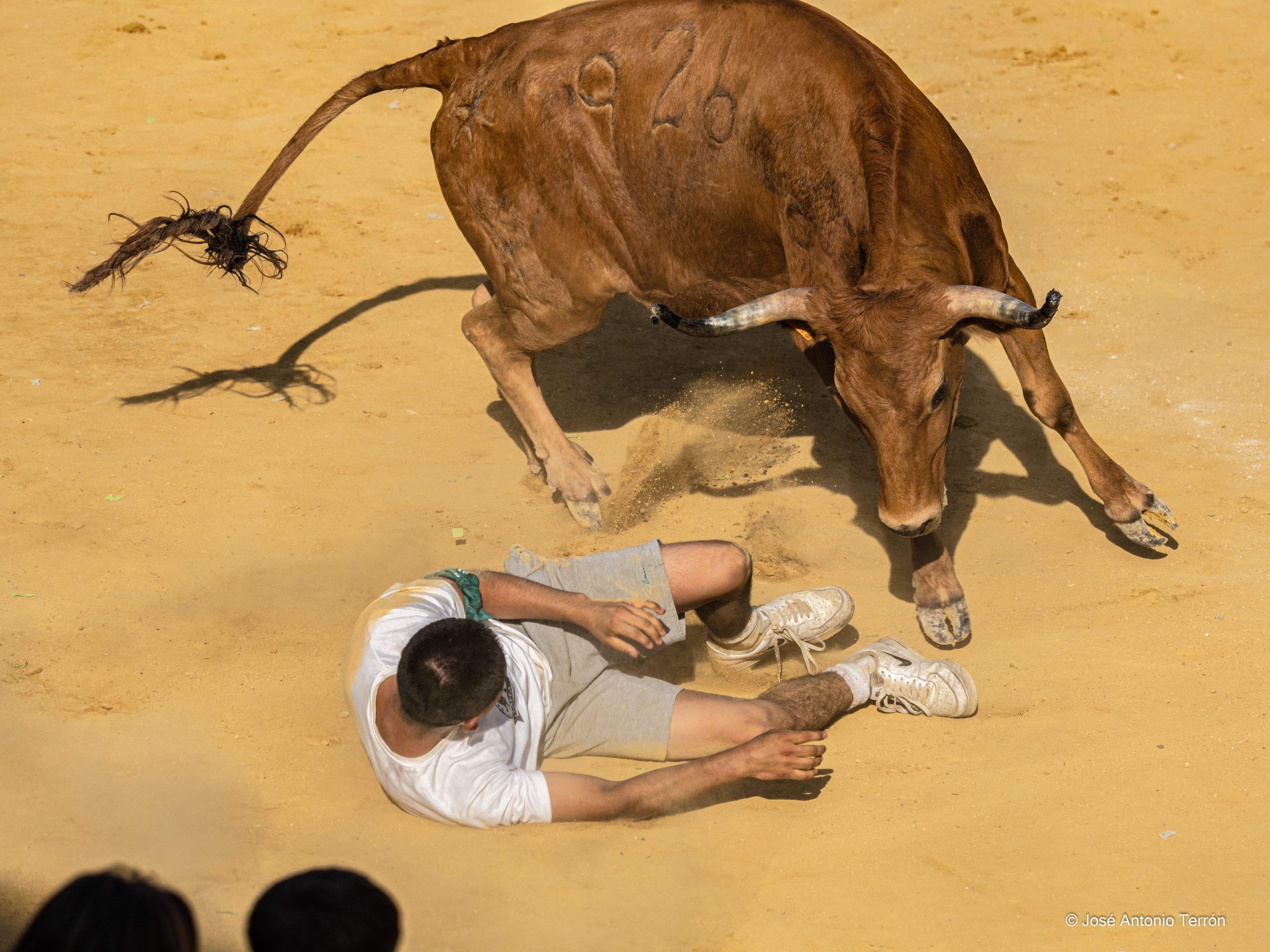 Vaquillas del día 11 de San Lorenzo. Foto José Antonio Terrón 