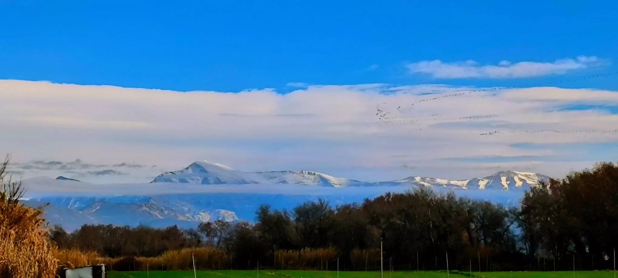 Estamos en la época del año en la que las grullas abandonan sus zonas de invernada, principalmente humedales, para iniciar su viaje hacia el norte de Europa, donde crían y pasan el verano. Foto Joaquín Santafé
