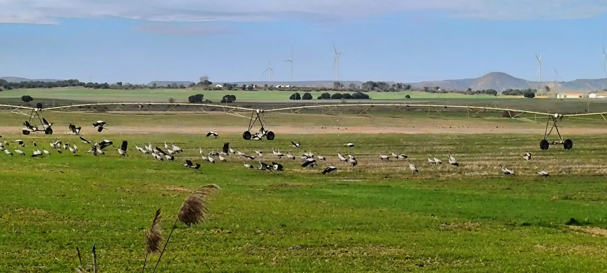 Hoy parecía uno de esos días perfectos para migrar. Foto Joaquín Santafé
