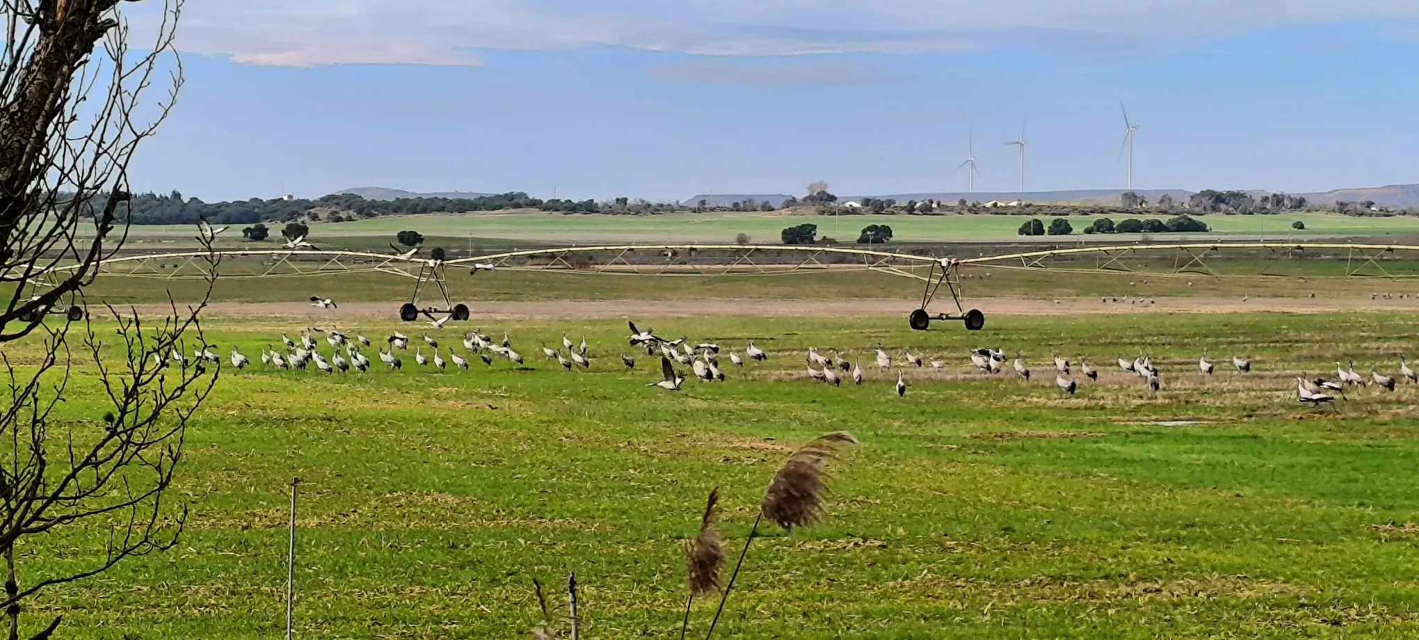 En las proximidades de Huesca, los campos amanecían salpicados de bandadas alimentándose con calma. Foto Joaquín Santafé