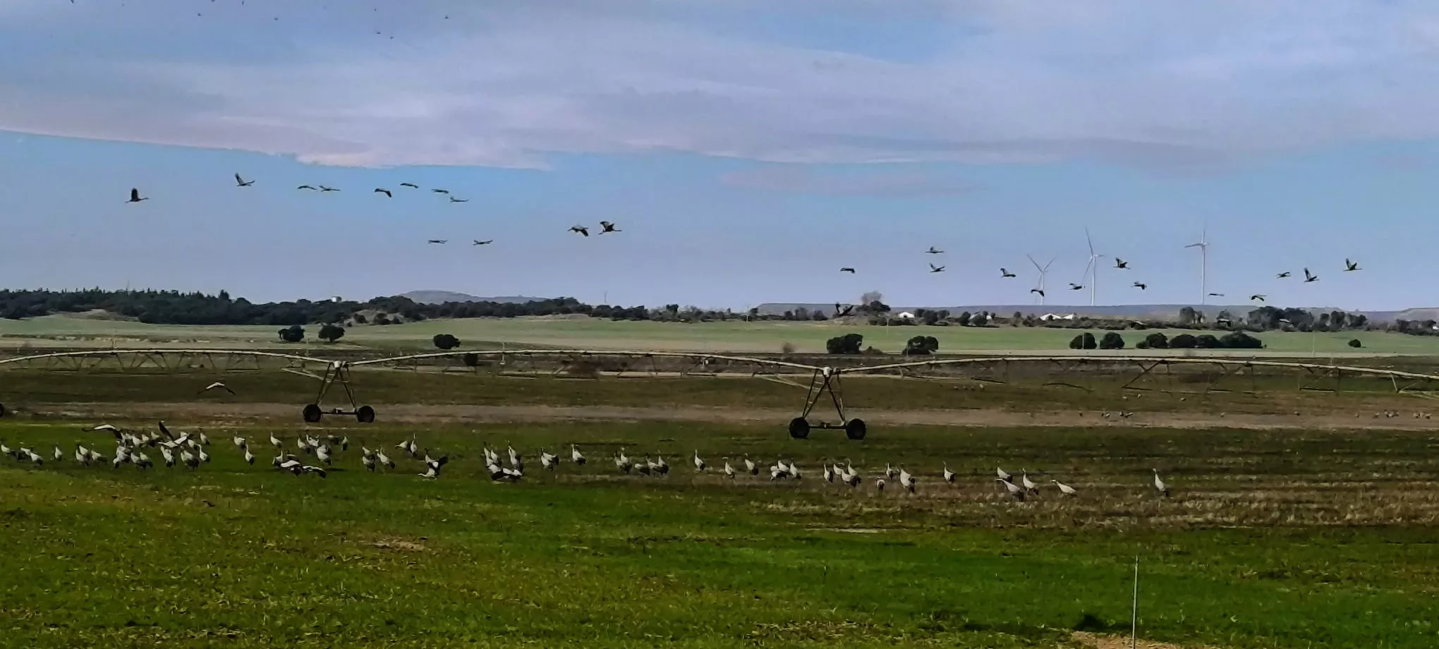 Y entonces ha ocurrido. Han comenzado a levantar el vuelo. Foto Joaquín Santafé