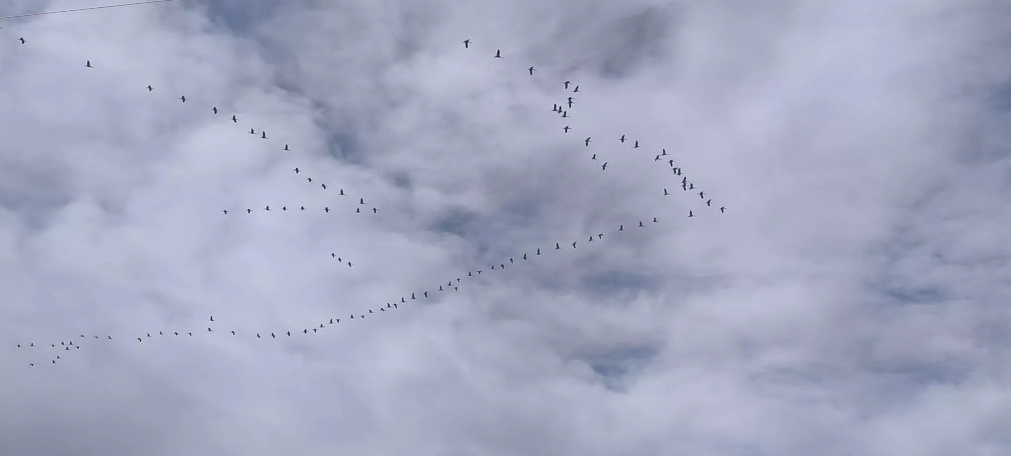 Se han ido sumando más grupos en su característica formación en V, otras en línea, todas siguiendo la misma ruta, dirección los Pirineos. Foto Joaquín Santafé