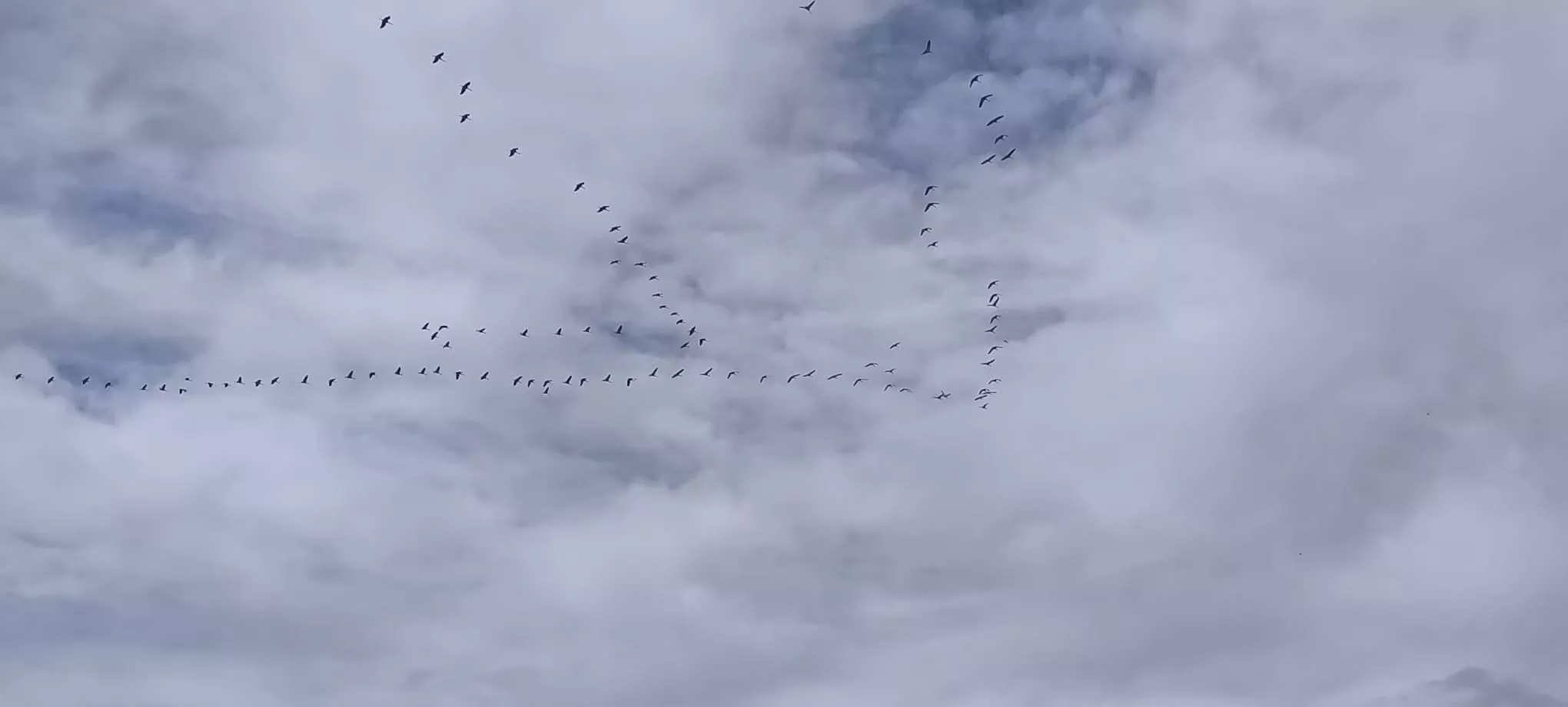 La migración ya está en marcha. Foto Joaquín Santafé