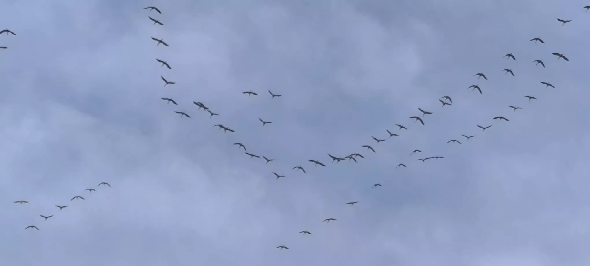 Primero unas pocas, después decenas, luego cientos. Foto Joaquín Santafé