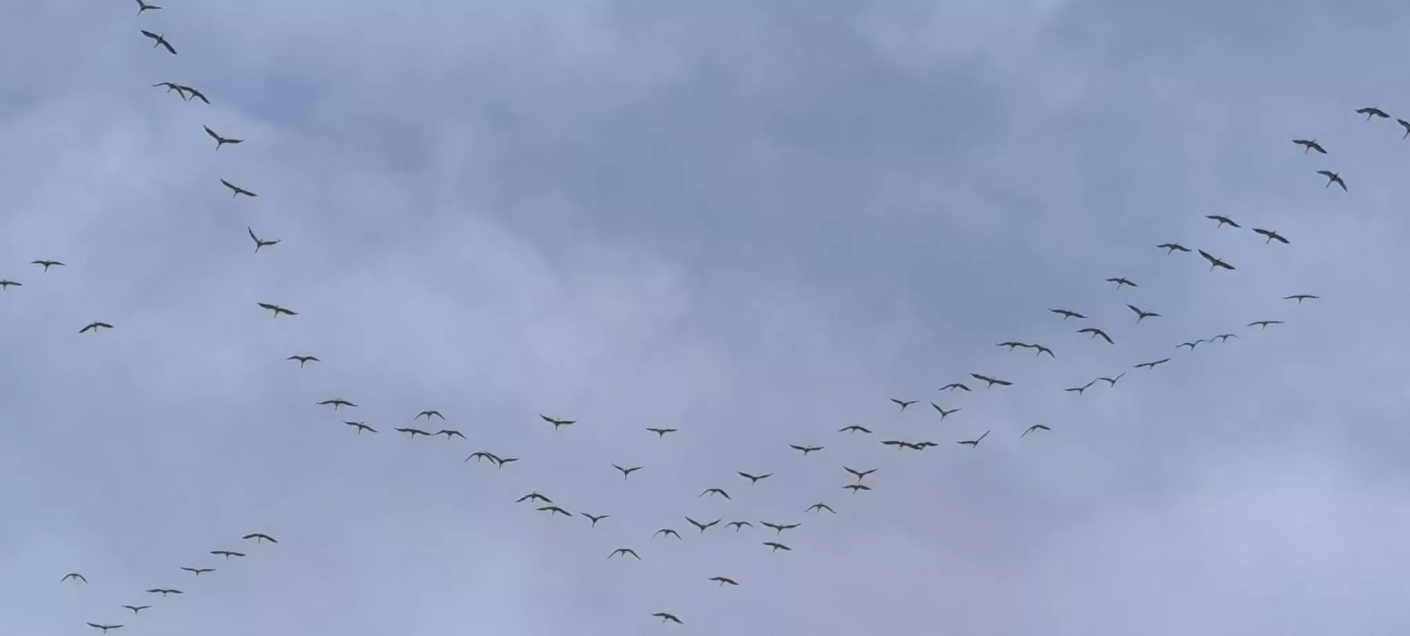 Más imágenes de la migración de las grullas. Foto Joaquín Santafé