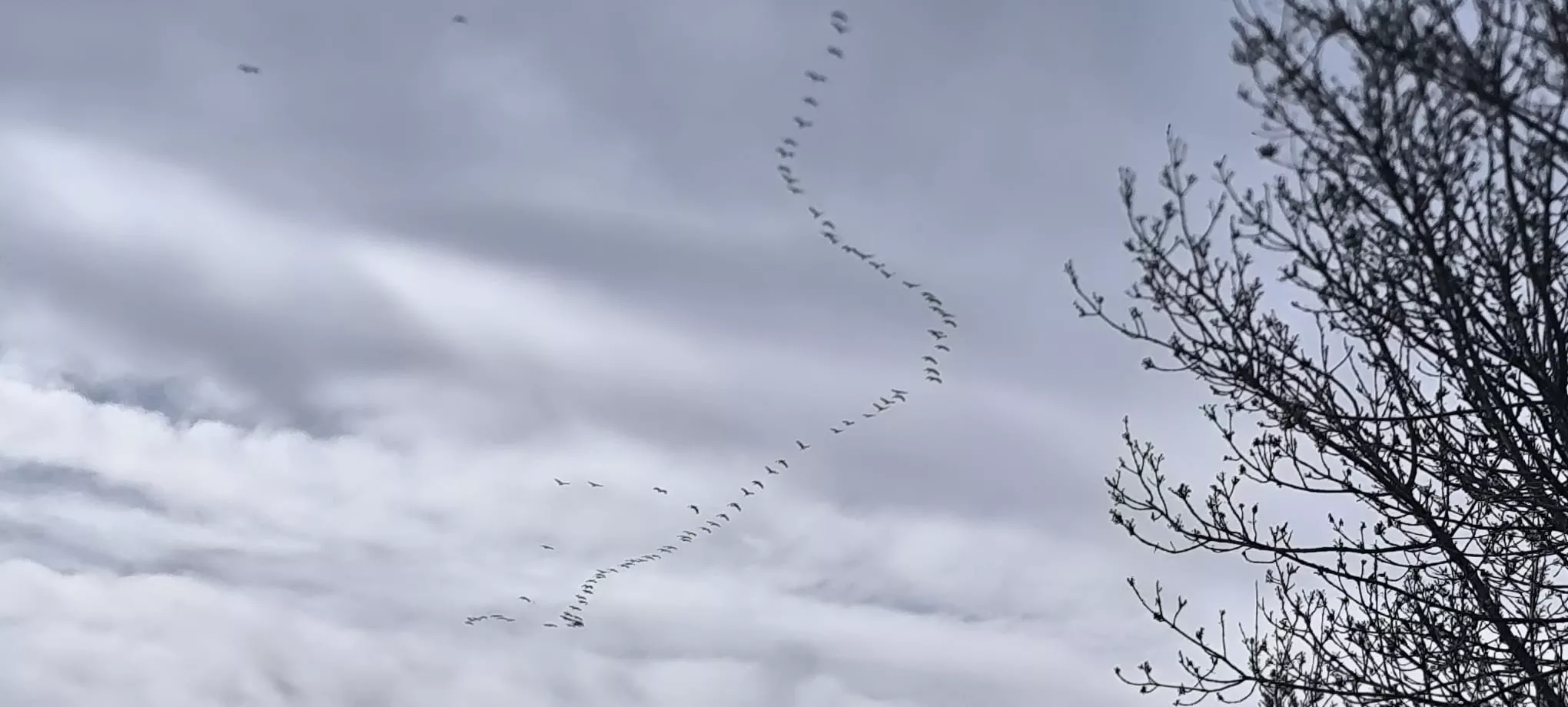 Más imágenes de la migración de las grullas. Foto Joaquín Santafé
