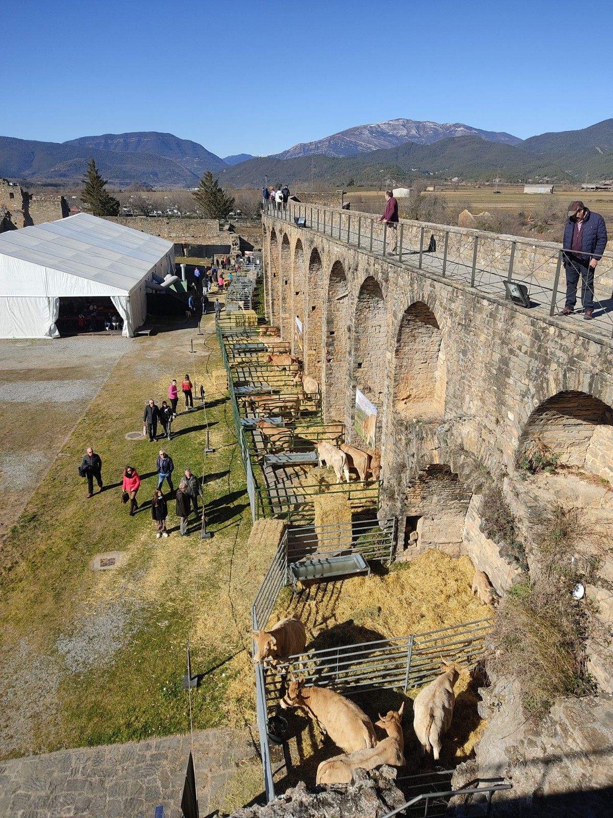 Ganado en la explanada del Castillo