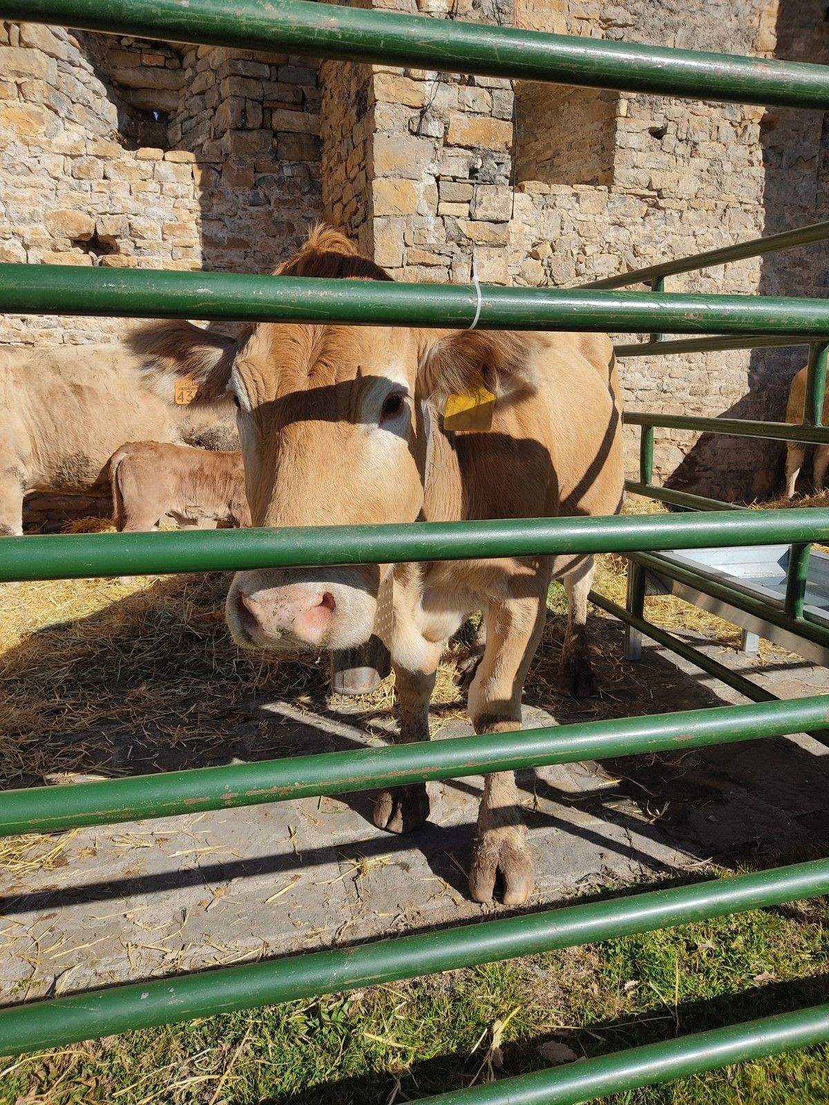 La ganadería sufrirá el acuerdo con Mercosur, lamenta Asaja Aragón