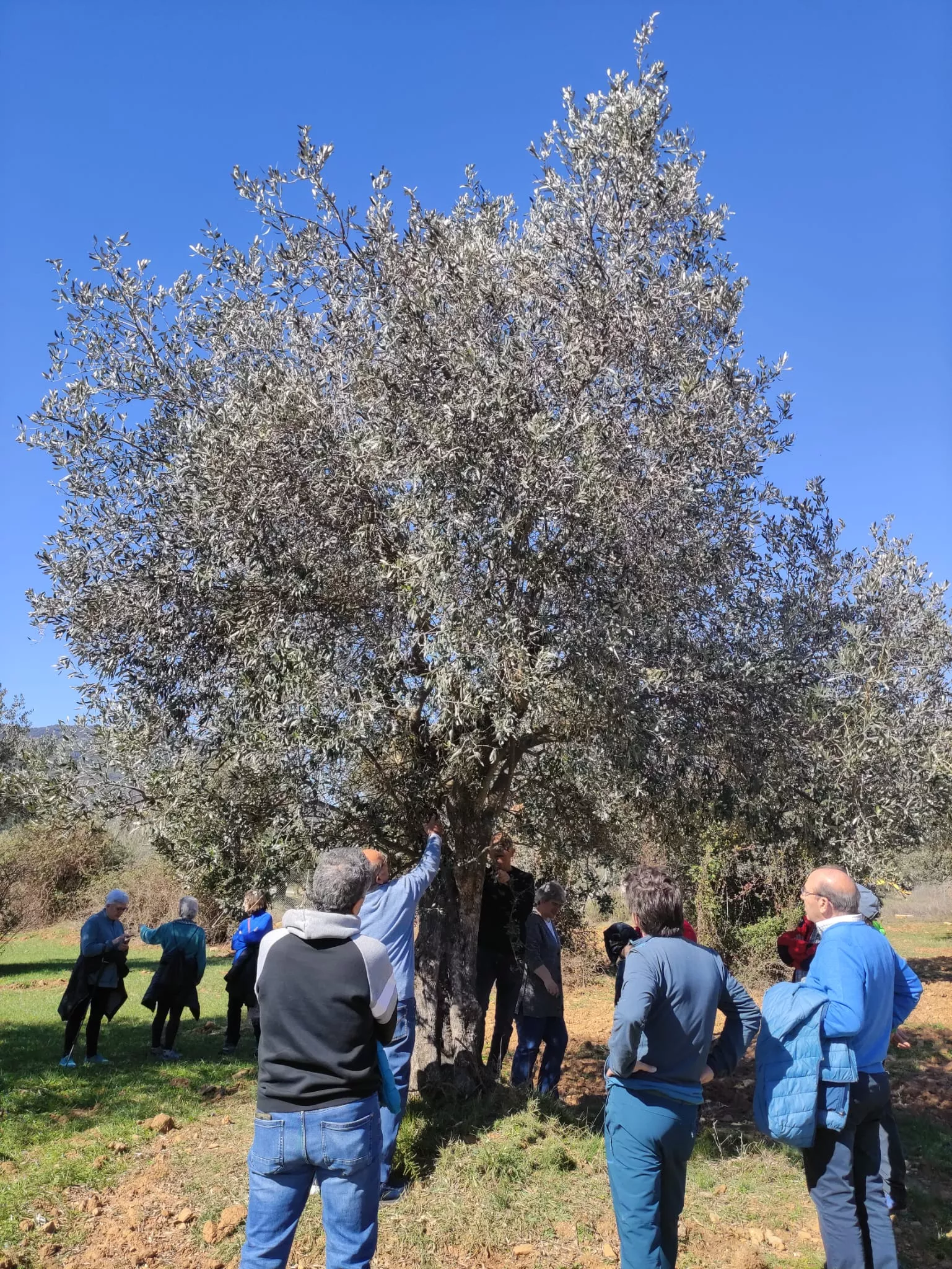 Vecinos y productores participaron en visitas a la almazara, olivares y una cata para poner en valor el patrimonio agrícola local