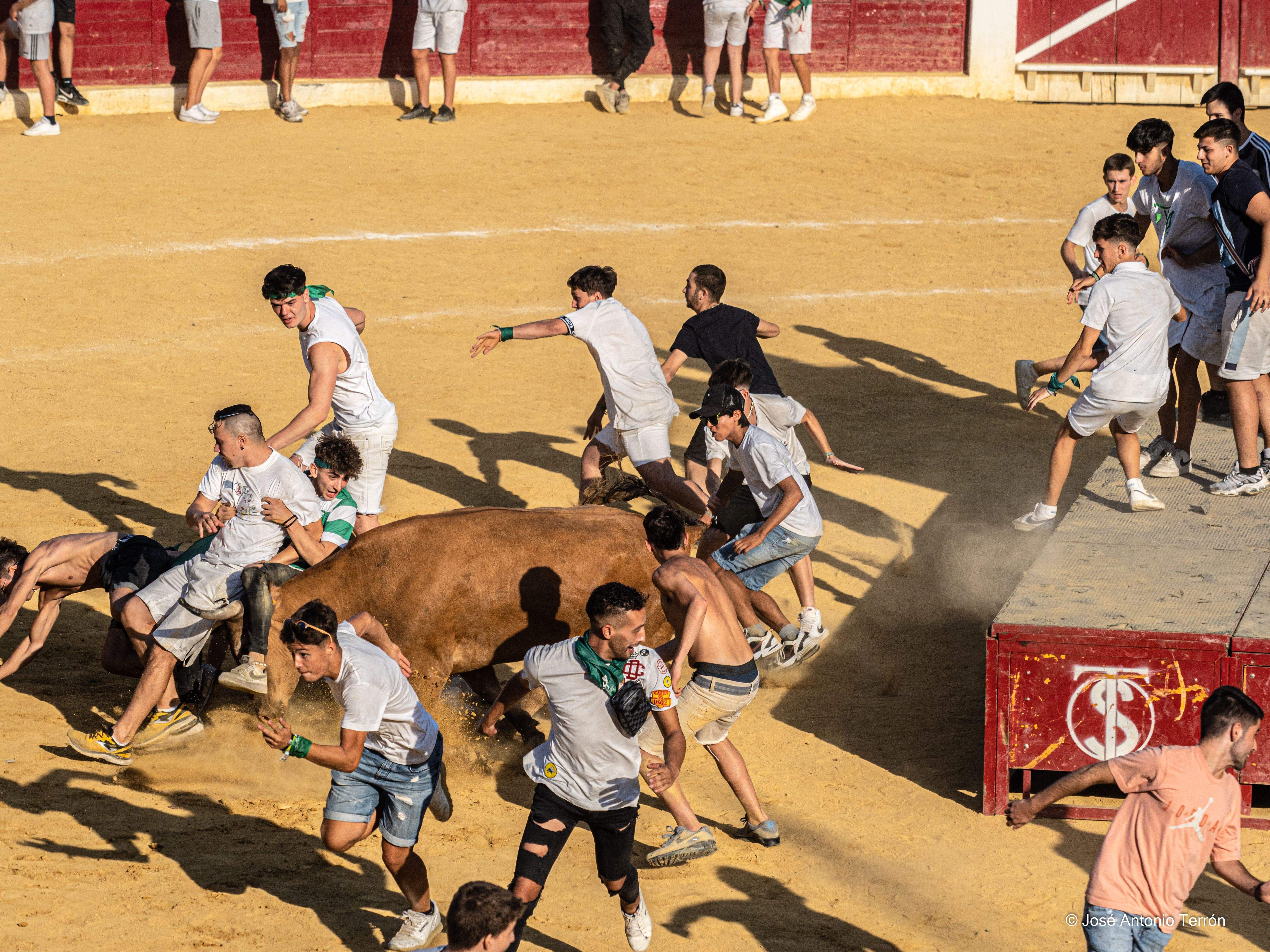 Vaquillas del día 11 de San Lorenzo. Foto José Antonio Terrón 