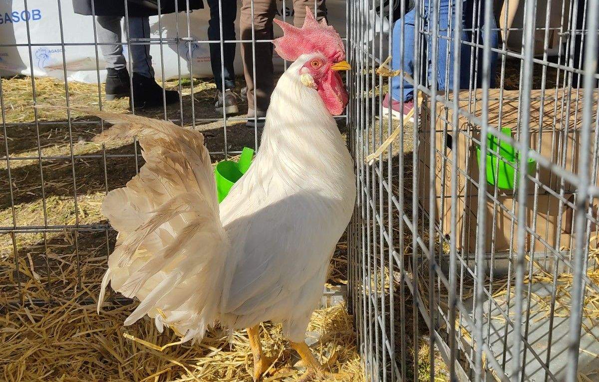 Gallina de Sobrarbe