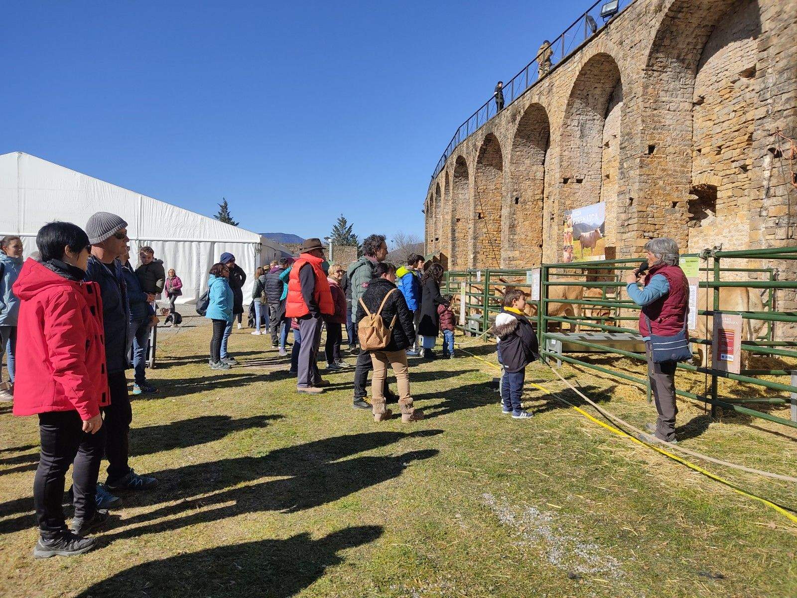 Paseo explicación morfológica racial de ganado