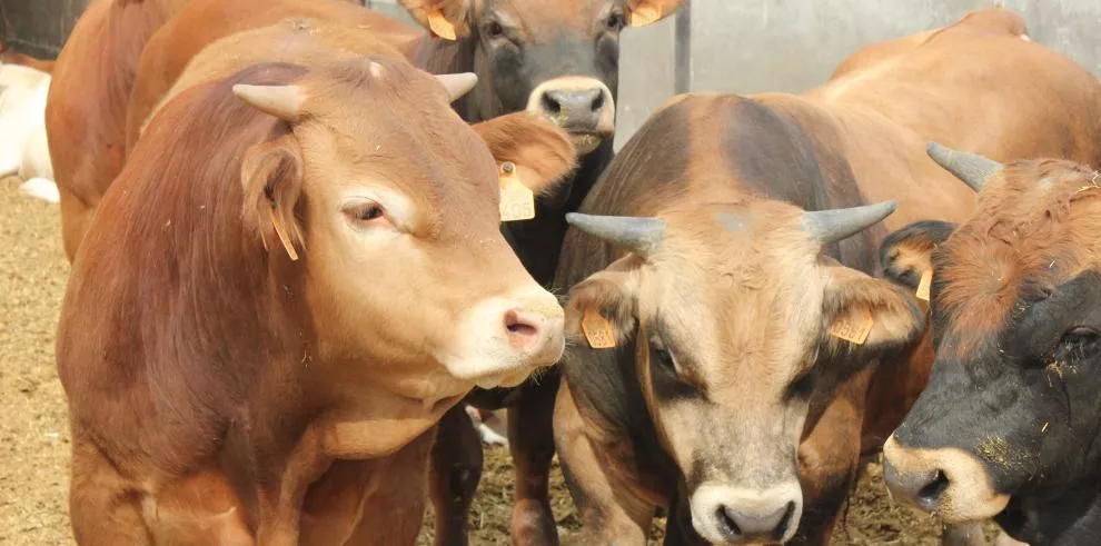 Imagen de archivo de una explotación de vacuno en Aragón.