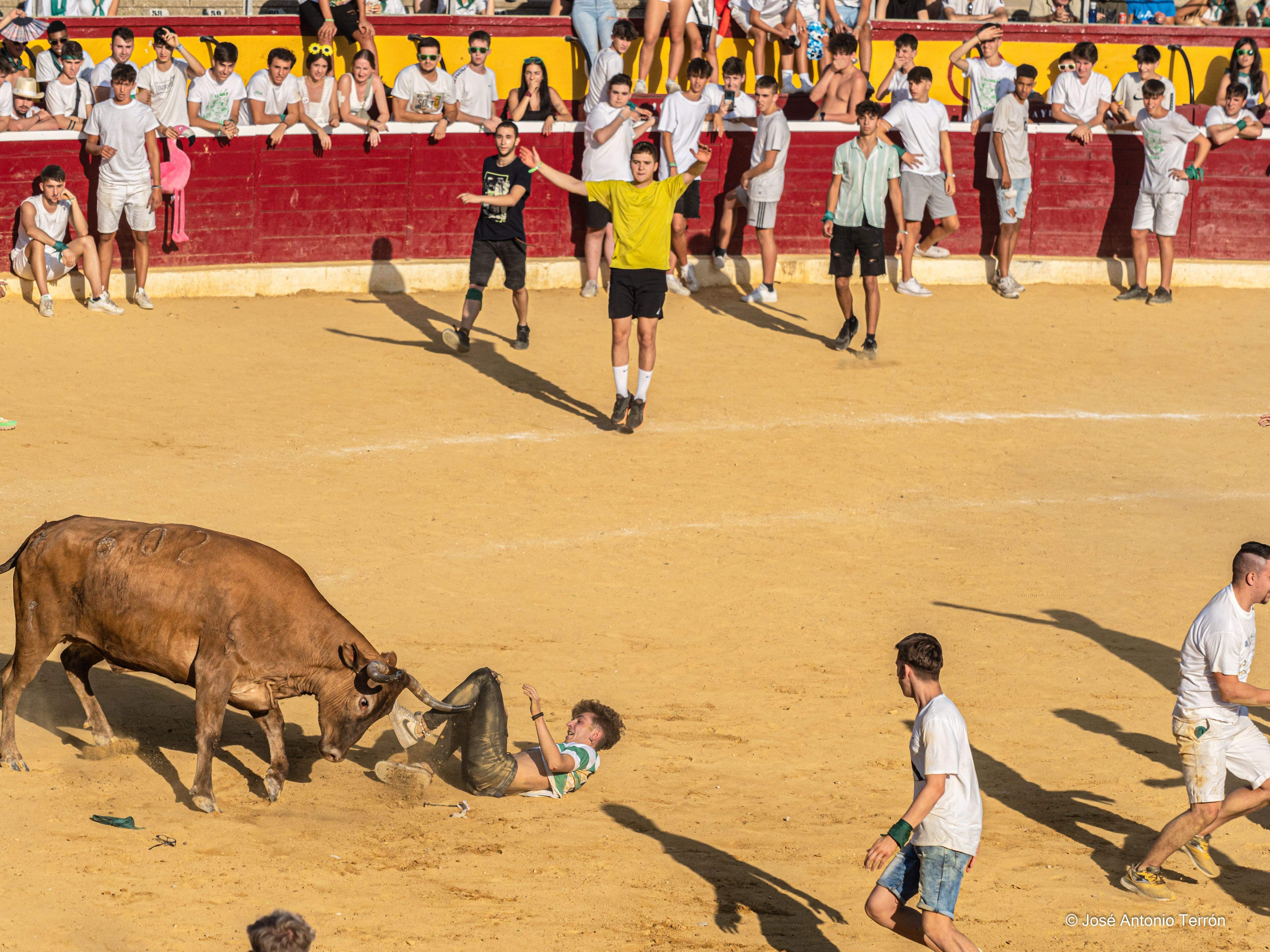 Vaquillas del día 11 de San Lorenzo. Foto José Antonio Terrón 