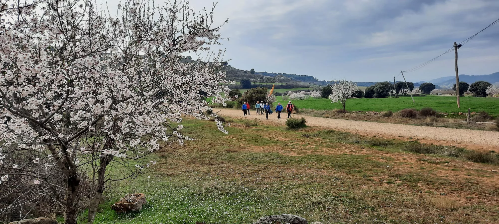 IX Caminata en la Flor del Almendro de Ayerbe del sábado. 