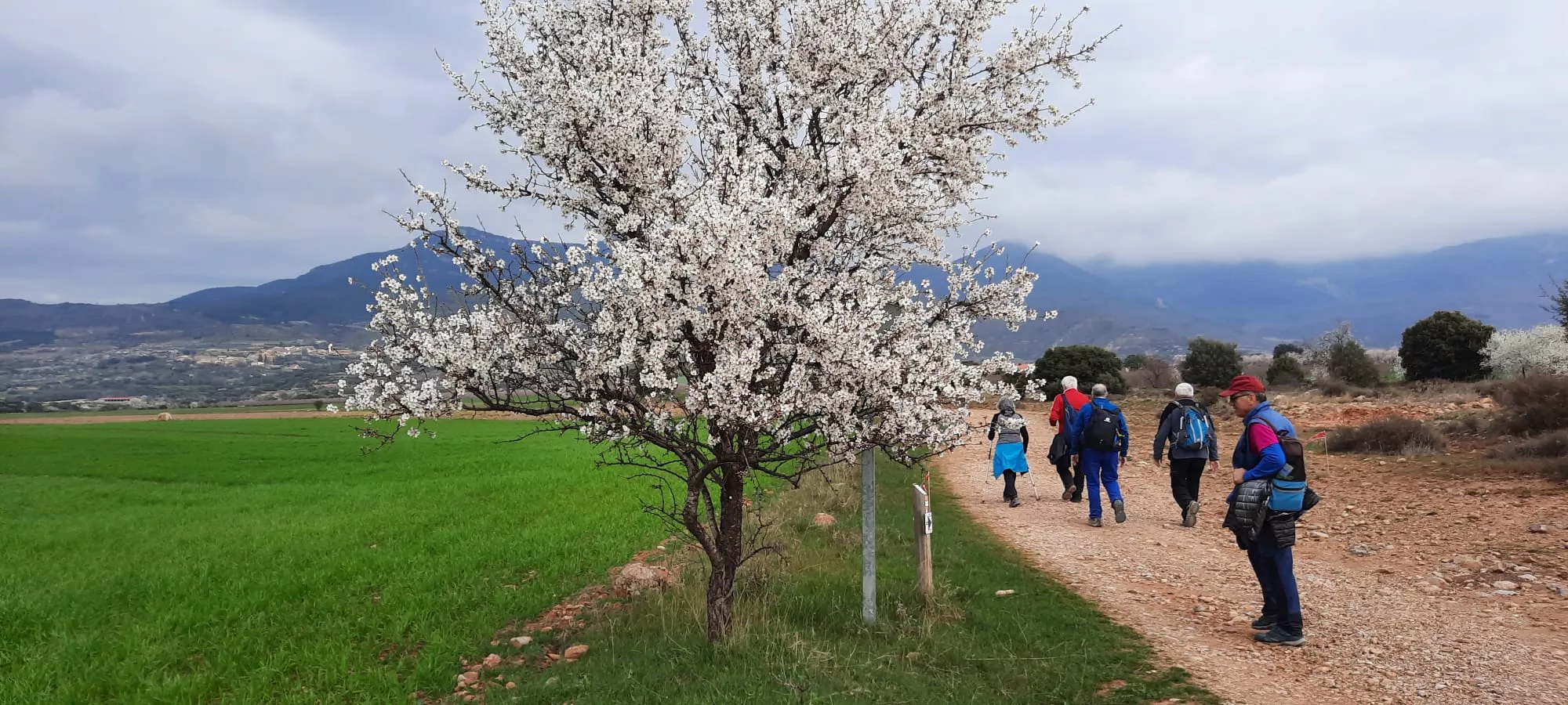 IX Caminata en la Flor del Almendro de Ayerbe del sábado. 
