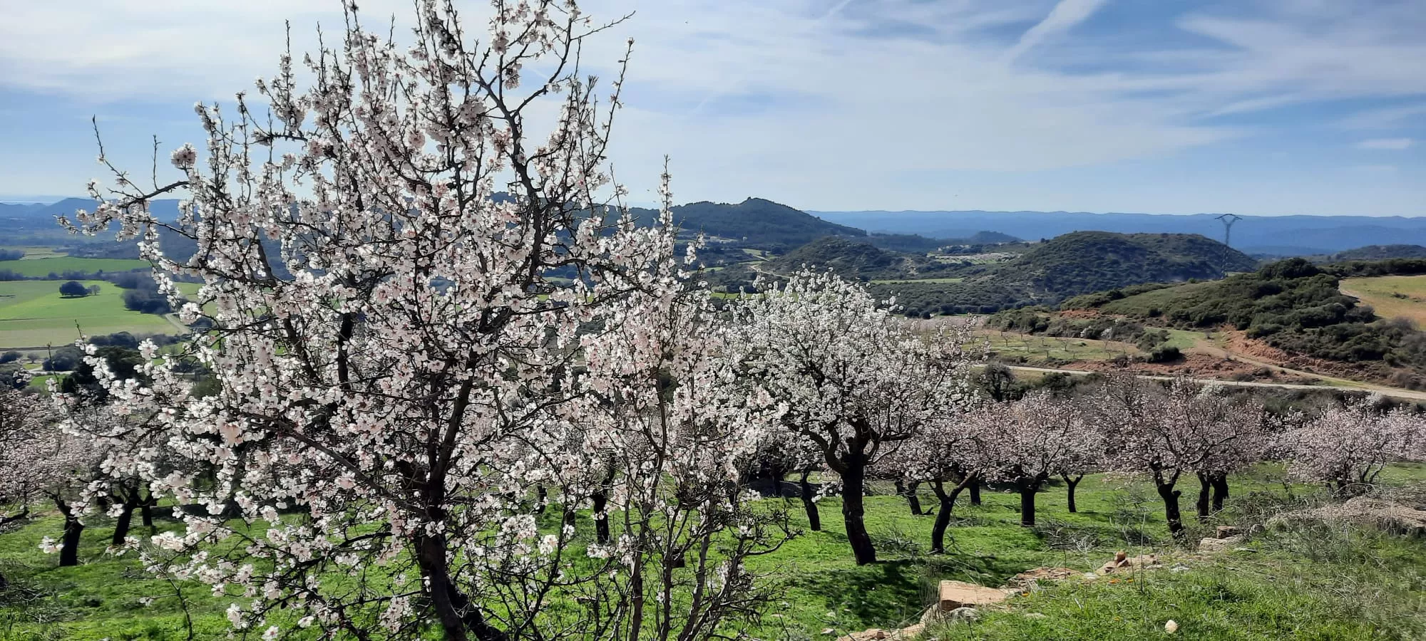 IX Caminata en la Flor del Almendro de Ayerbe del sábado. 
