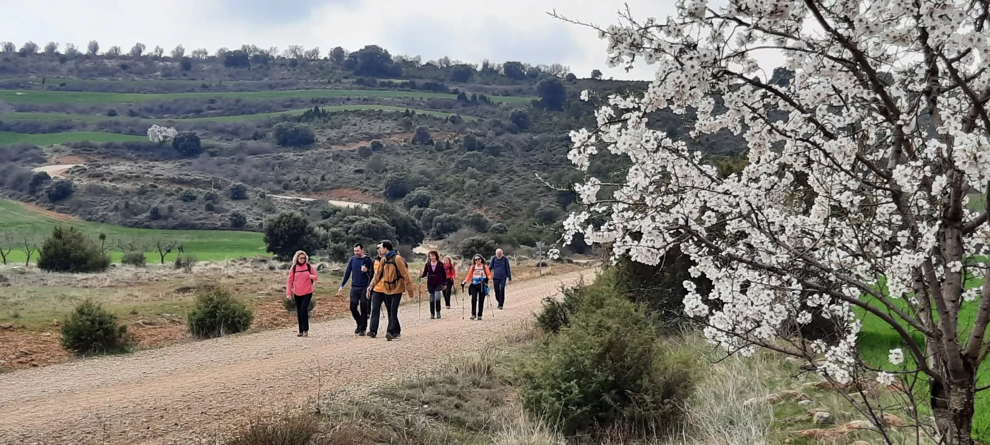IX Caminata en la Flor del Almendro de Ayerbe del sábado. 