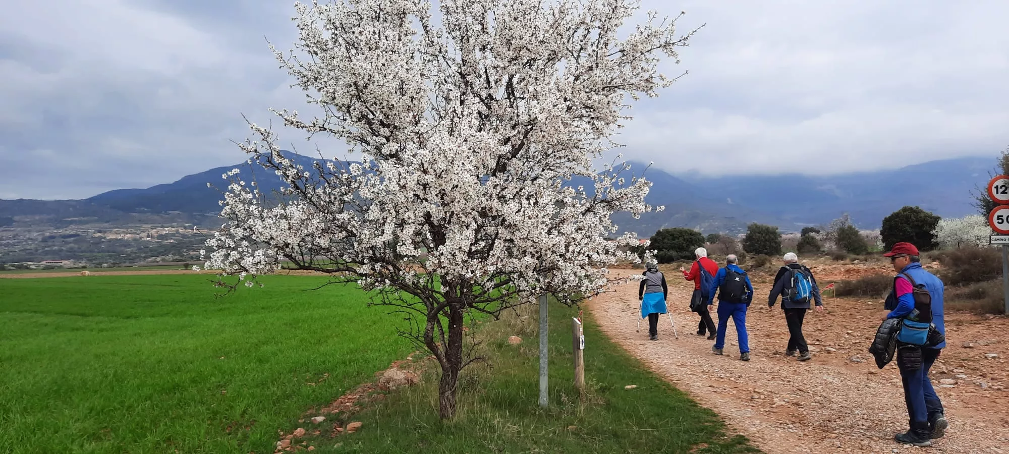 IX Caminata en la Flor del Almendro de Ayerbe del sábado. 