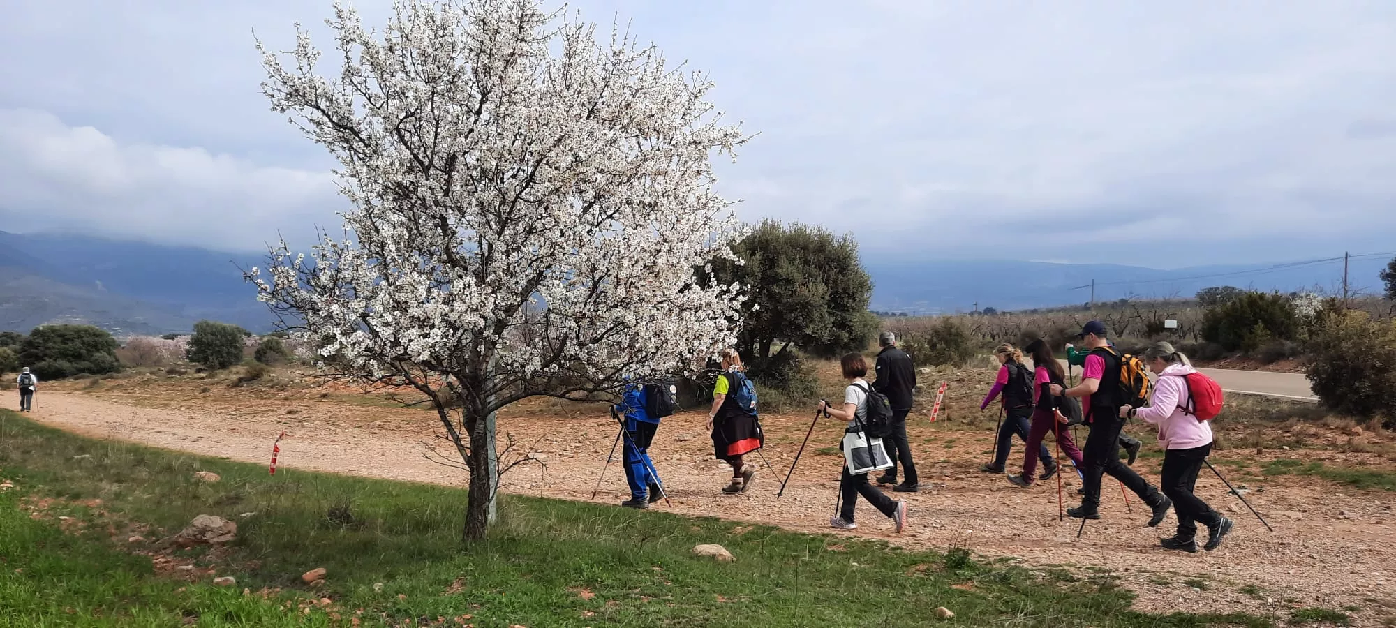 IX Caminata en la Flor del Almendro de Ayerbe del sábado. 