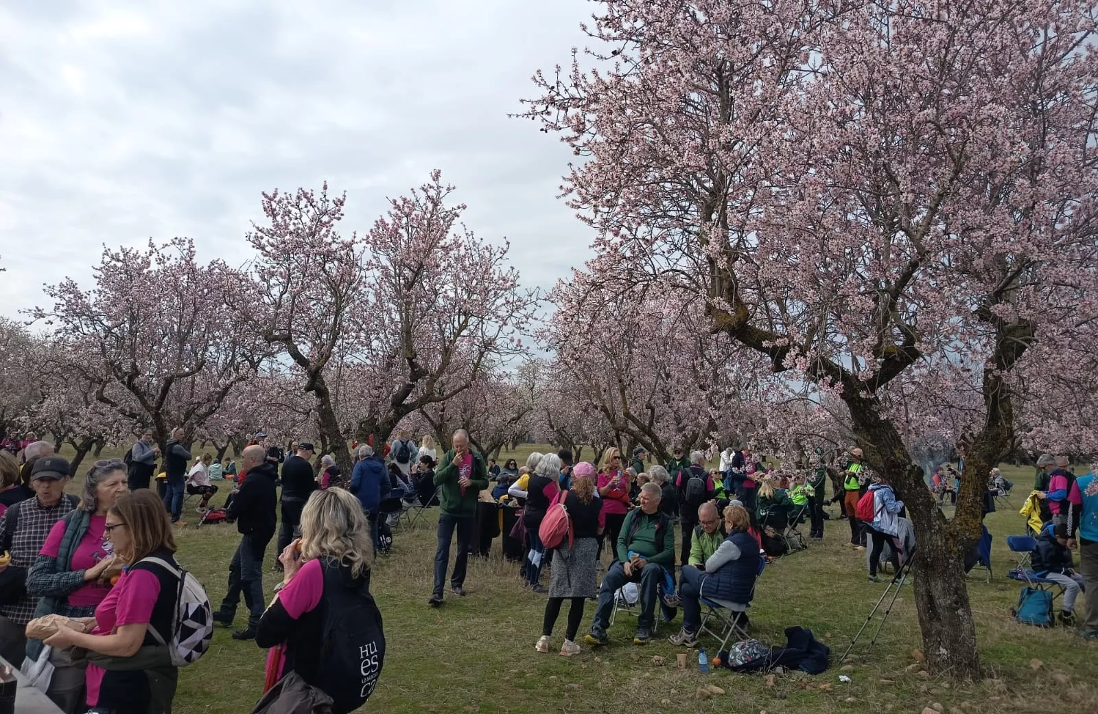 IX Caminata en la Flor del Almendro de Ayerbe del sábado. 
