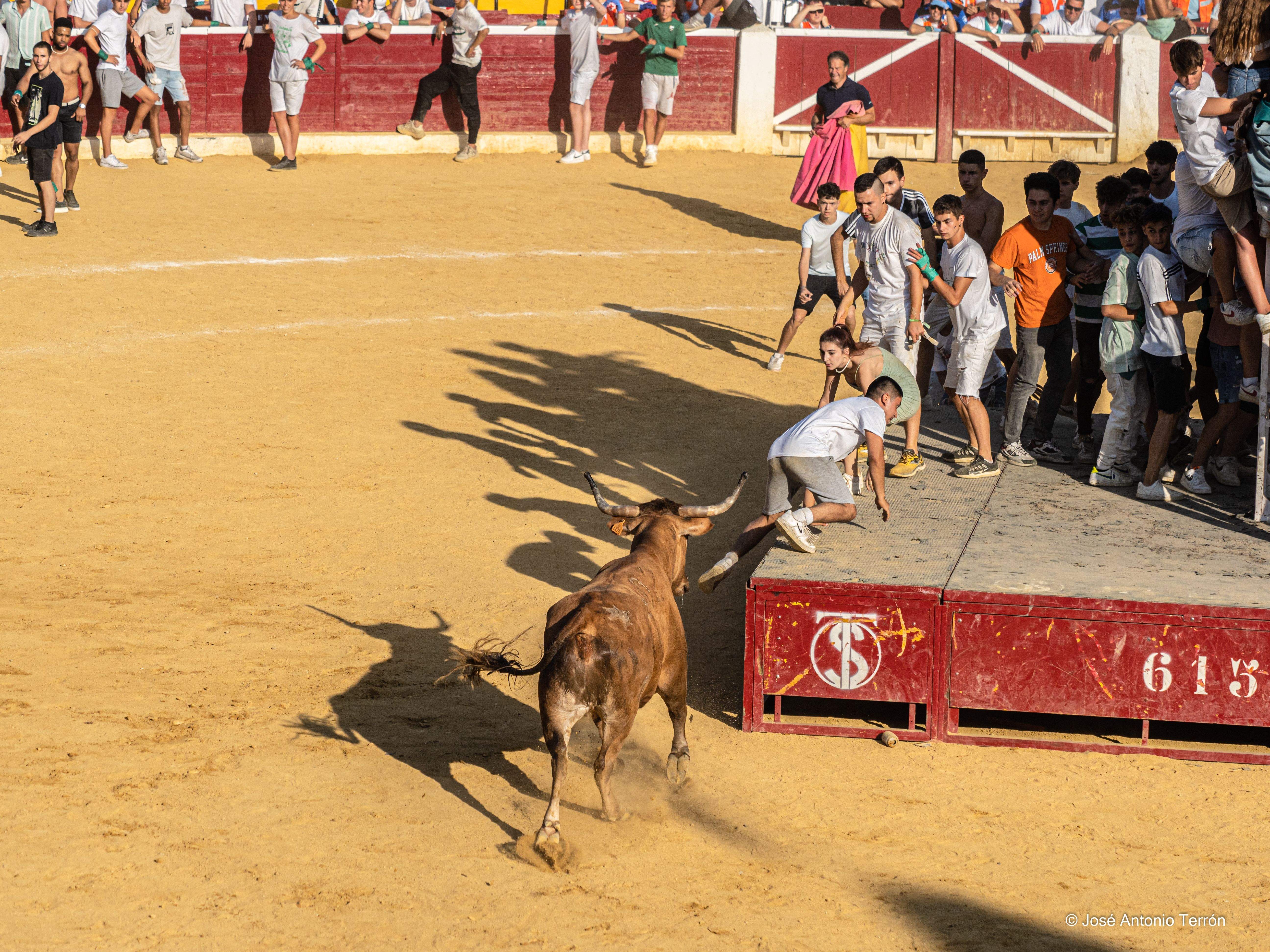 Vaquillas del día 11 de San Lorenzo. Foto José Antonio Terrón 