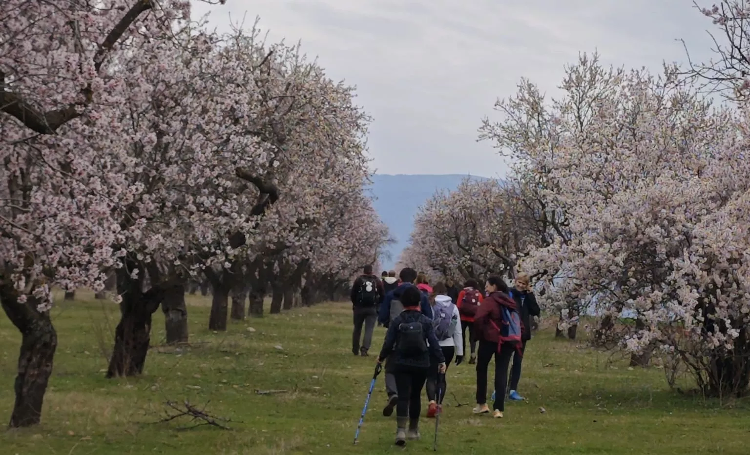 IX Caminata en la Flor del Almendro de Ayerbe