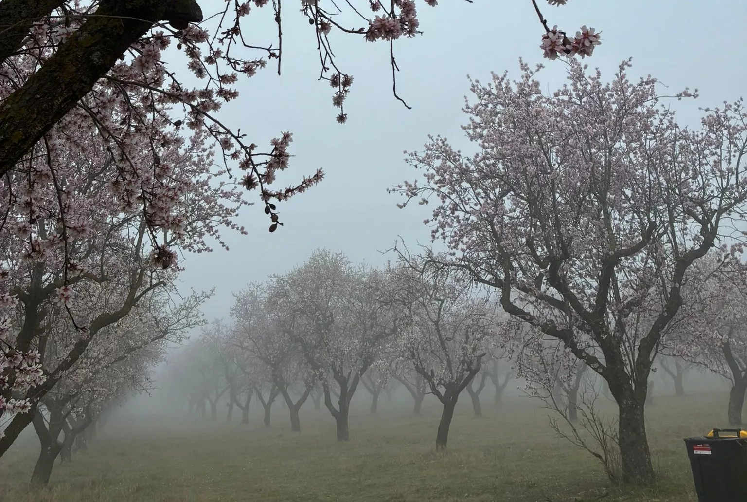 IX Caminata en la Flor del Almendro de Ayerbe
